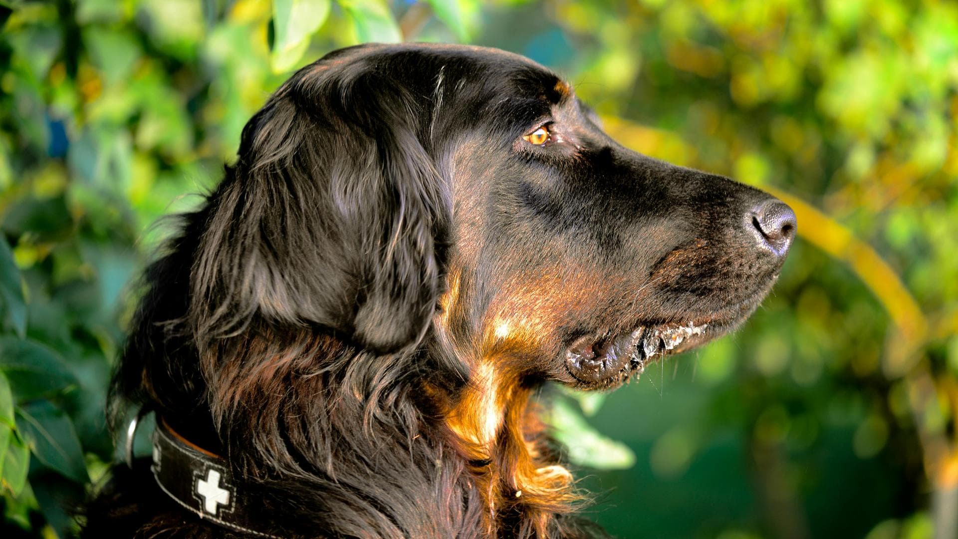 Specialist Vets in St. Paul